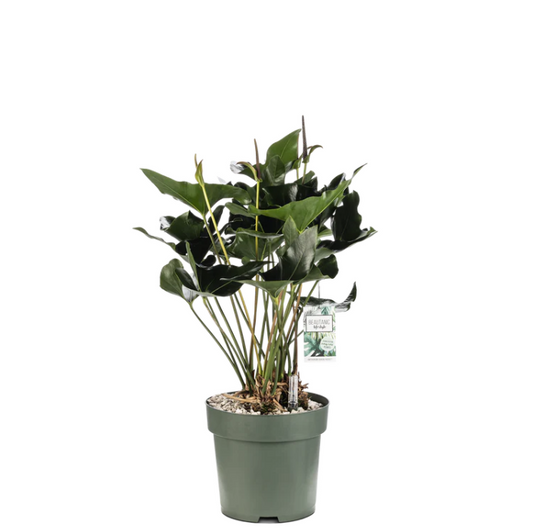 Anthurium Arrow | Hydro Cultuur