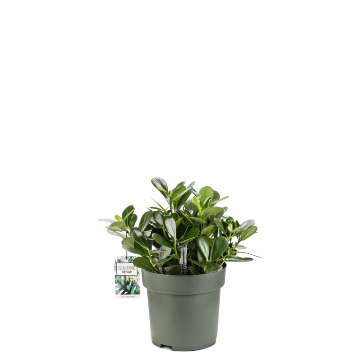 Clusia Green Magic | Hydro Cultuur