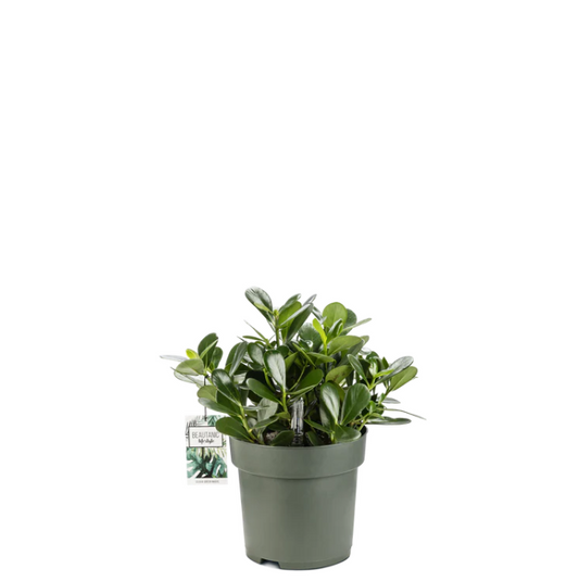 Clusia Green Magic | Hydro Cultuur