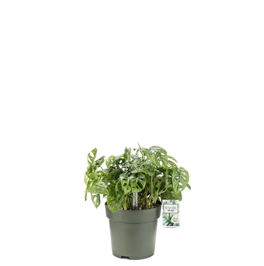 Monstera Obliqua | Hydro Cultuur