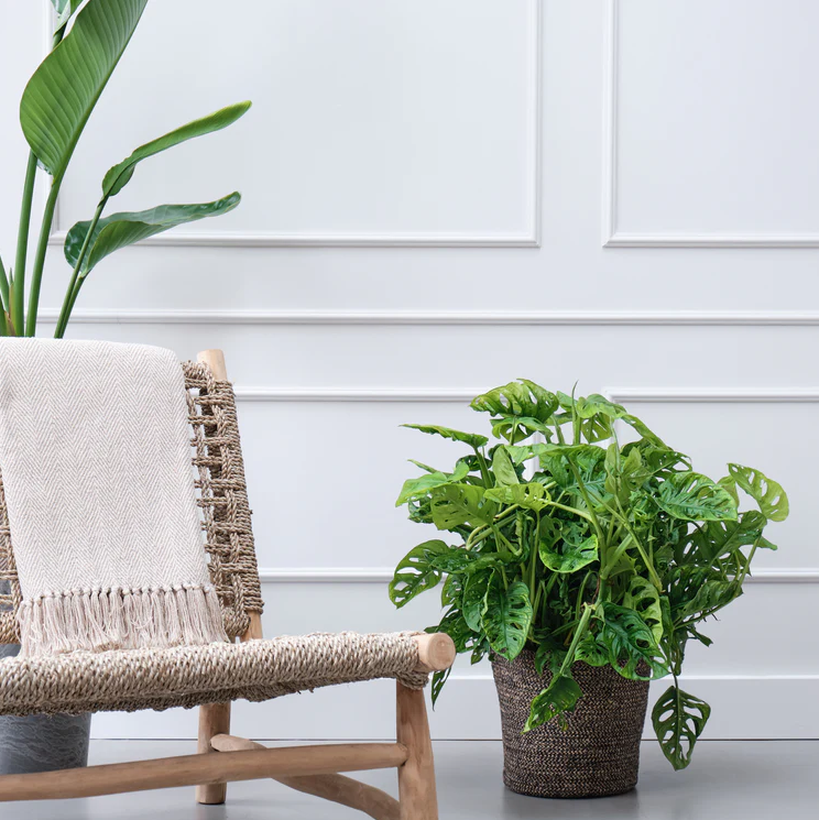 Monstera Obliqua | Hydro Cultuur