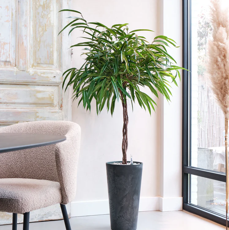 Ficus Mahori | Hydro Cultuur
