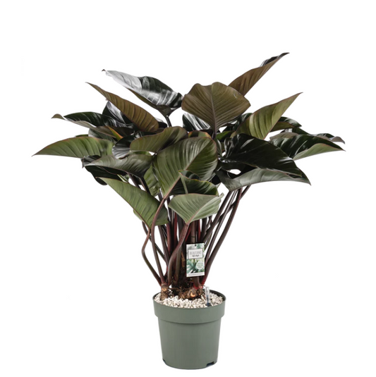 Philodendron Red Beauty op Stam | Hydro Cultuur