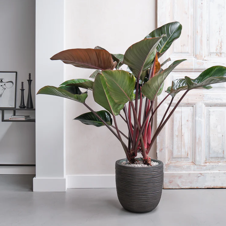 Philodendron Red Beauty op Stam