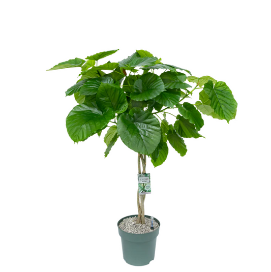 Ficus Umbellata | Hydro Cultuur