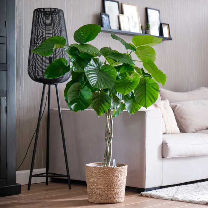 Ficus Umbellata | Hydro Cultuur