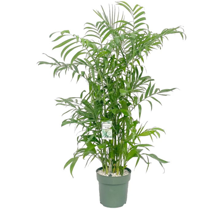 Chamaedorea Seifrizii