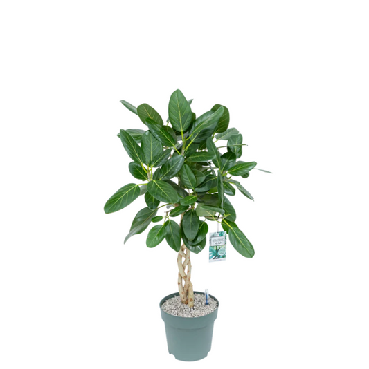 Ficus Audrey | Hydro Cultuur