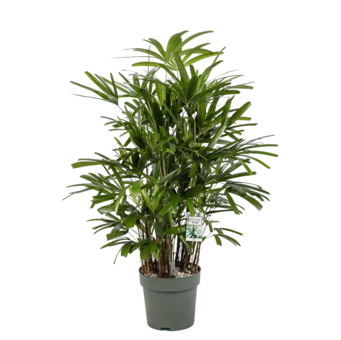 Rhapis Excelsa