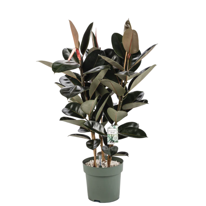 Ficus Mandela | Hydro Cultuur