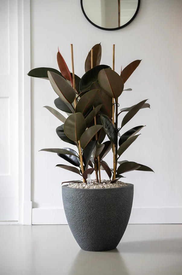 Ficus Mandela | Hydro Cultuur