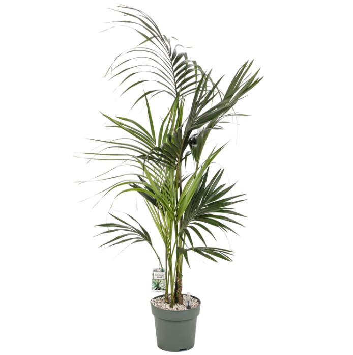 Kentia Palm | Hydro Cultuur