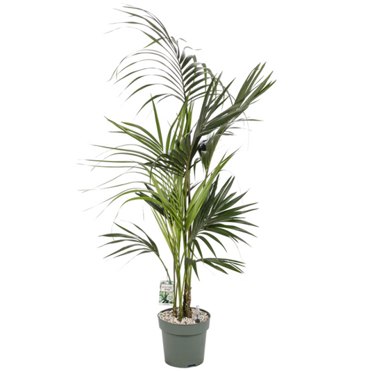 Kentia Palm | Hydro Cultuur
