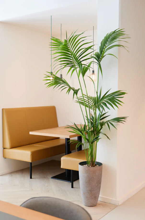 Kentia Palm | Hydro Cultuur
