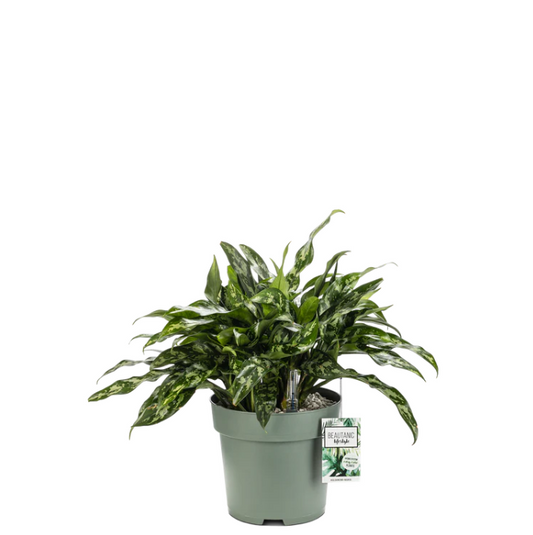 Aglaonema Maria | Hydro Cultuur