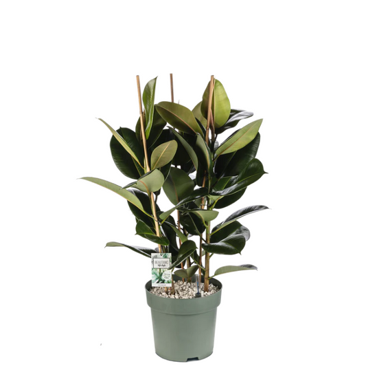 Ficus Makana Toef | Hydro Cultuur