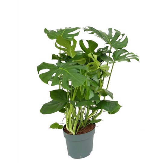 Monstera Deliciosa