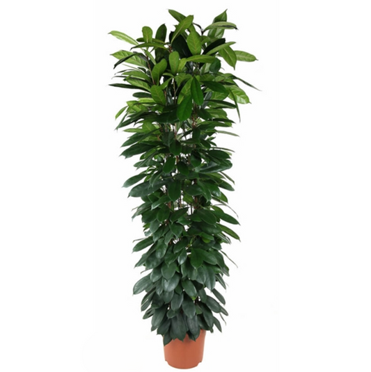 Ficus Cyatistipula Zuil