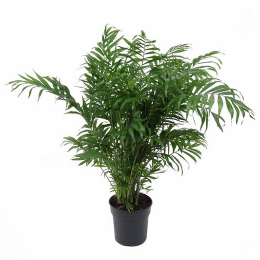 Chamaedorea Elegans
