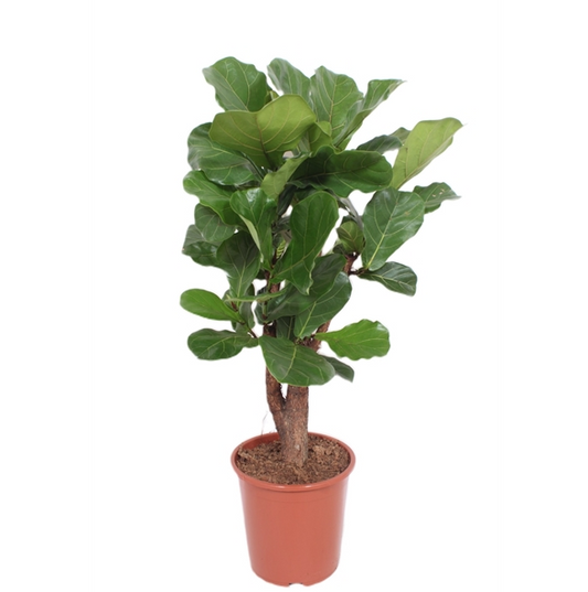 Ficus Lyrata