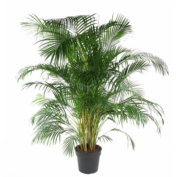 Dypsis Lutescens