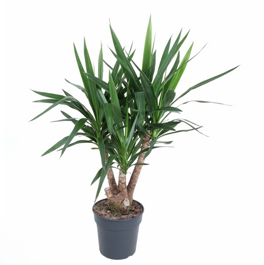 Yucca Vertakt