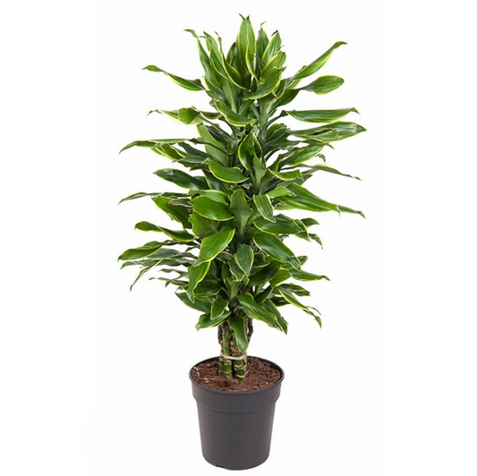 Dracaena Gold Coast Vertakt