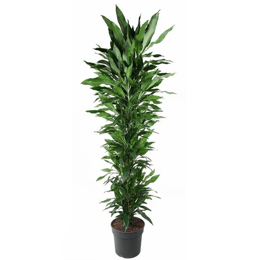 Dracaena Janet Vertakt