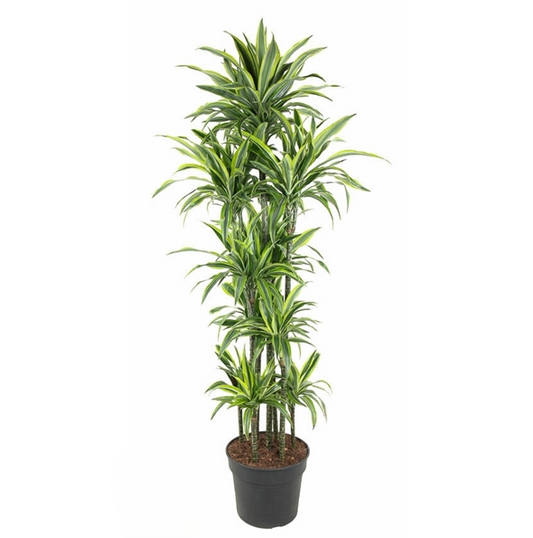 Dracaena Lemon Lime Carrousel