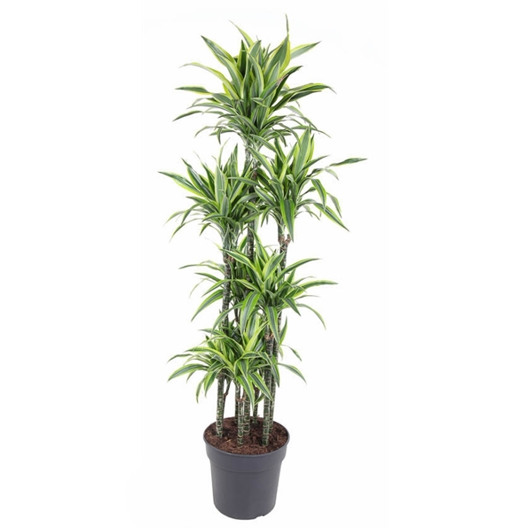 Dracaena Lemon Lime Carrousel