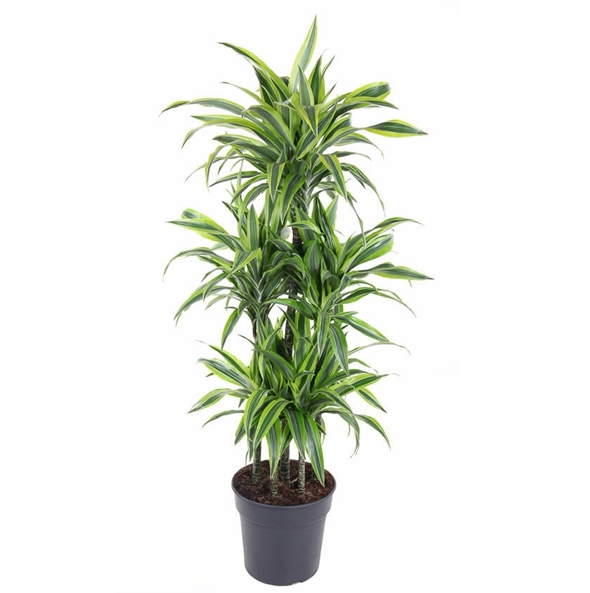 Dracaena Lemon Lime Carrousel
