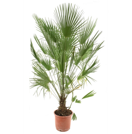 Chamaerops Humilis