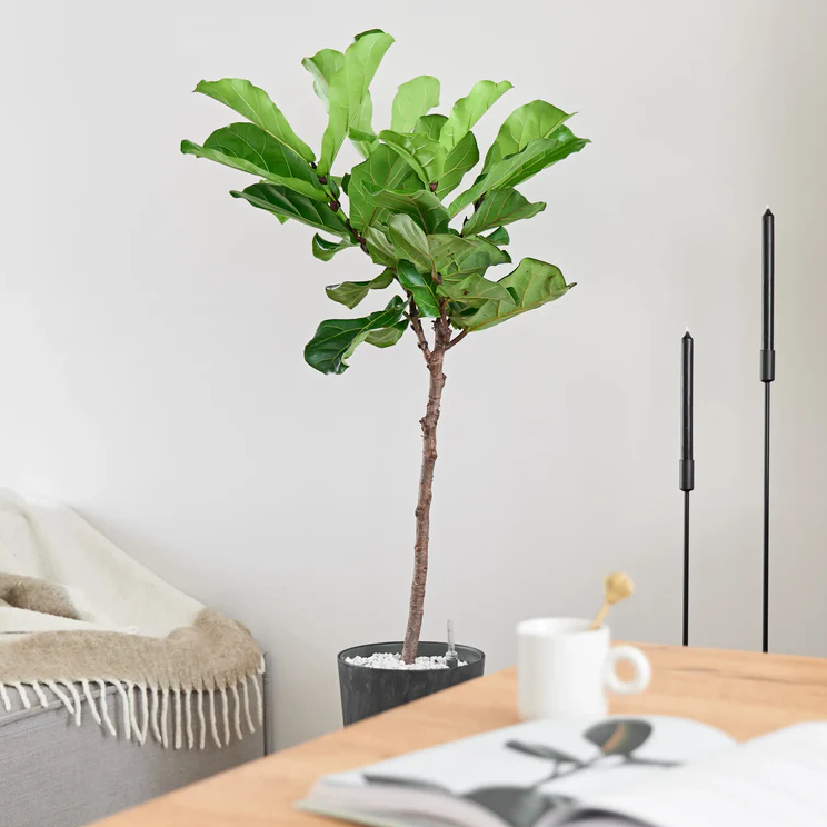 Ficus Lyrata op stam | Hydro Cultuur