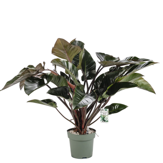 Philodendron Red Beauty | Hydro Cultuur