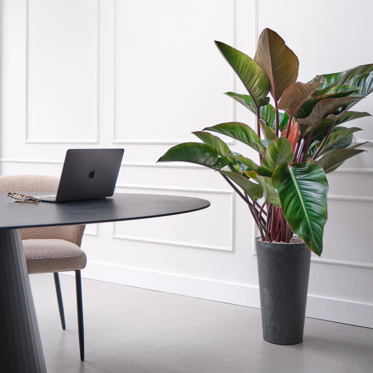 Philodendron Red Beauty