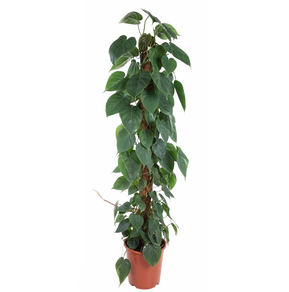 Philodendron Scandens Mosstok
