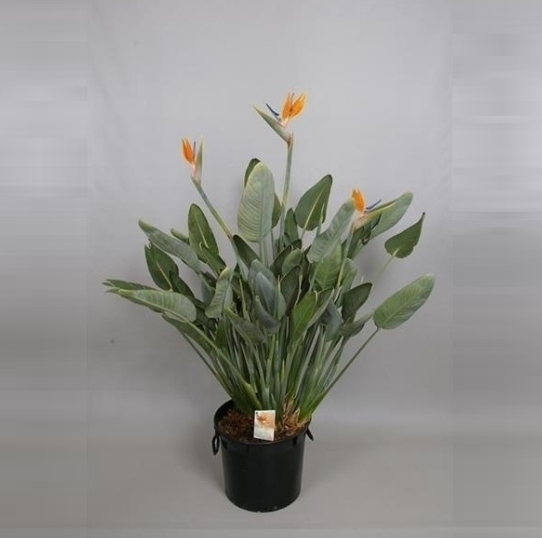 Strelitzia Reginae