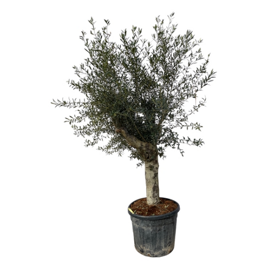 Olea Lorc XXL 180cm