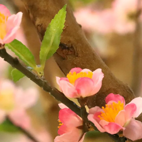 Moderne werkruimte met kunstplanten die zorgen voor een nette, duurzame en uitnodigende kantooromgeving.