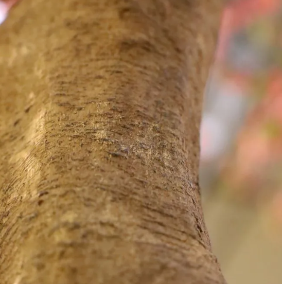 Moderne werkruimte met kunstplanten die zorgen voor een nette, duurzame en uitnodigende kantooromgeving.