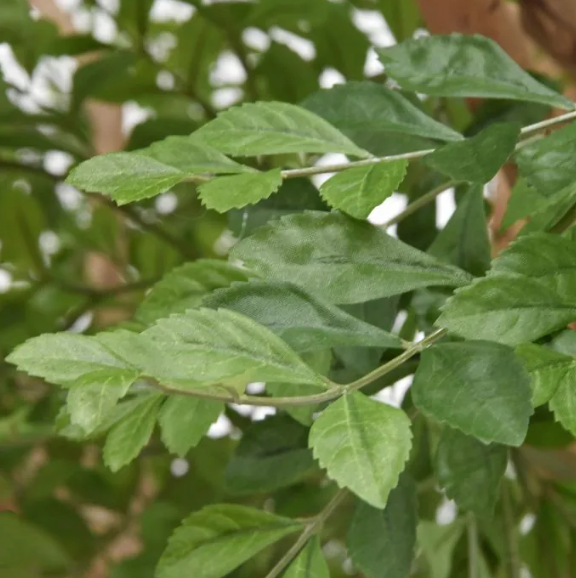 Murraya XXL | Kunstplant