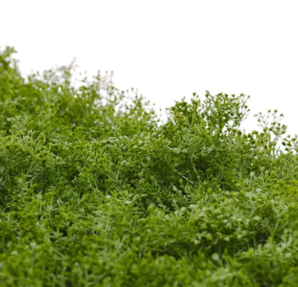 Ontdek hoogwaardige kunstplanten voor bedrijven. Stijlvolle, onderhoudsvrije groene oplossingen voor kantoren, horeca en winkels. Altijd fris en duurzaam!