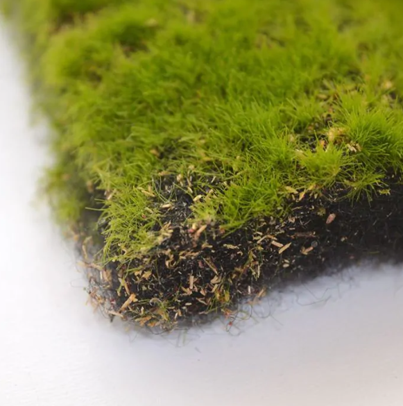 Moswand Mat Kunst 100x100