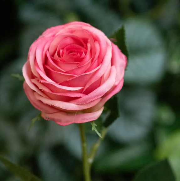 Roos 50cm | Kunst tak