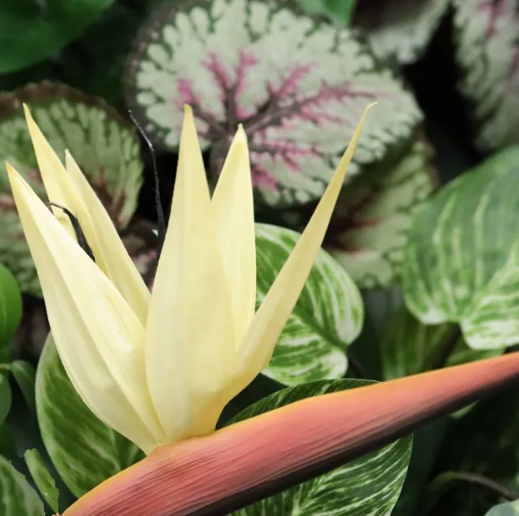 Strelitzia 90cm | Kunst tak