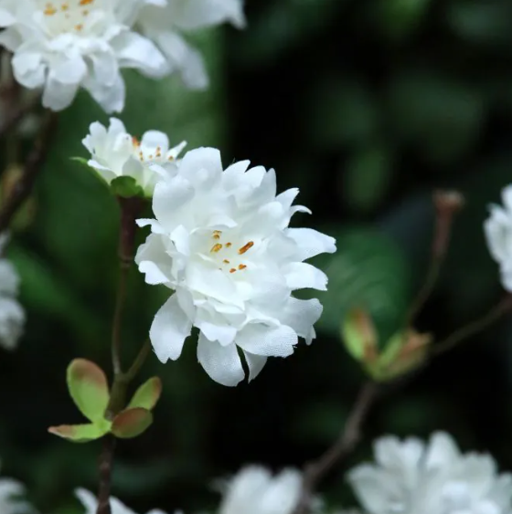 Bloesem 110cm | Kunst tak