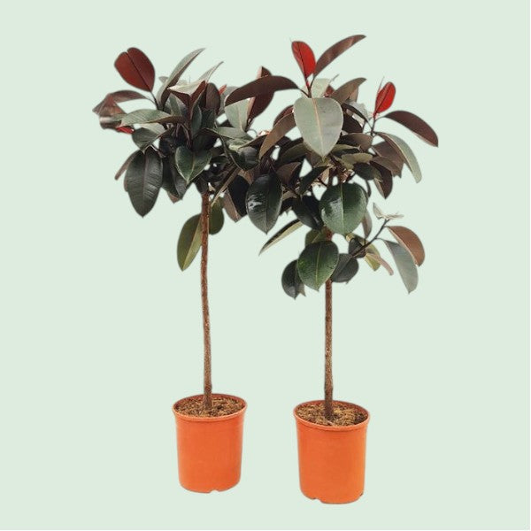 Ficus Abidjan op Stam