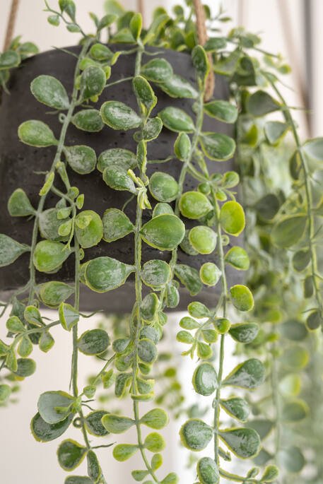 Senecio - Set van 4 | Kunstplant