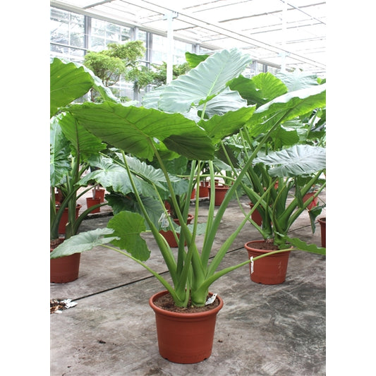 Alocasia Macrorrhiza XXL 220cm