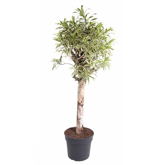 Dracaena India Stam